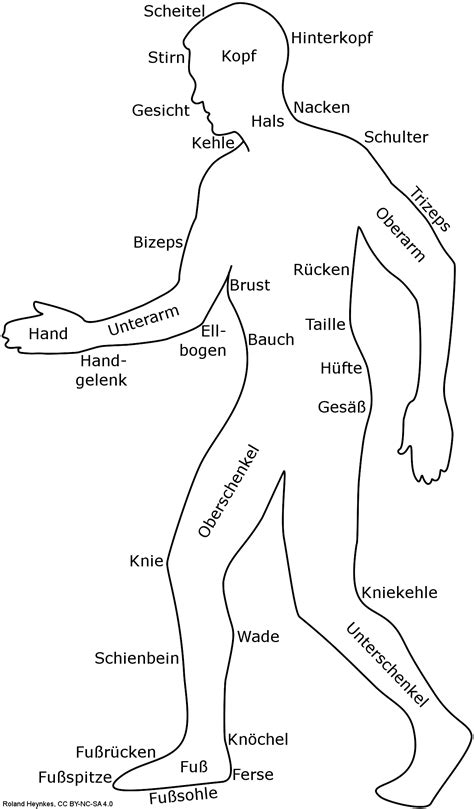 körperteil 5 buchstaben